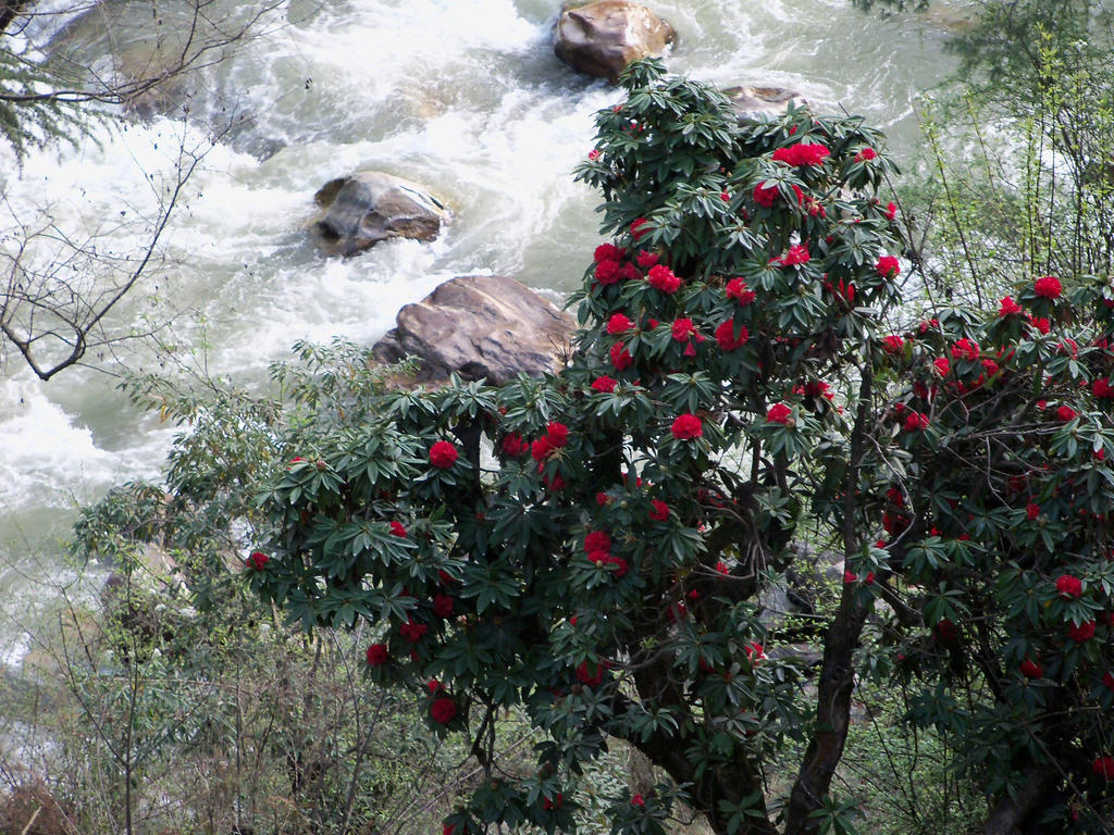 Parvati Kuteer Riverside Resort Kasol Exterior foto